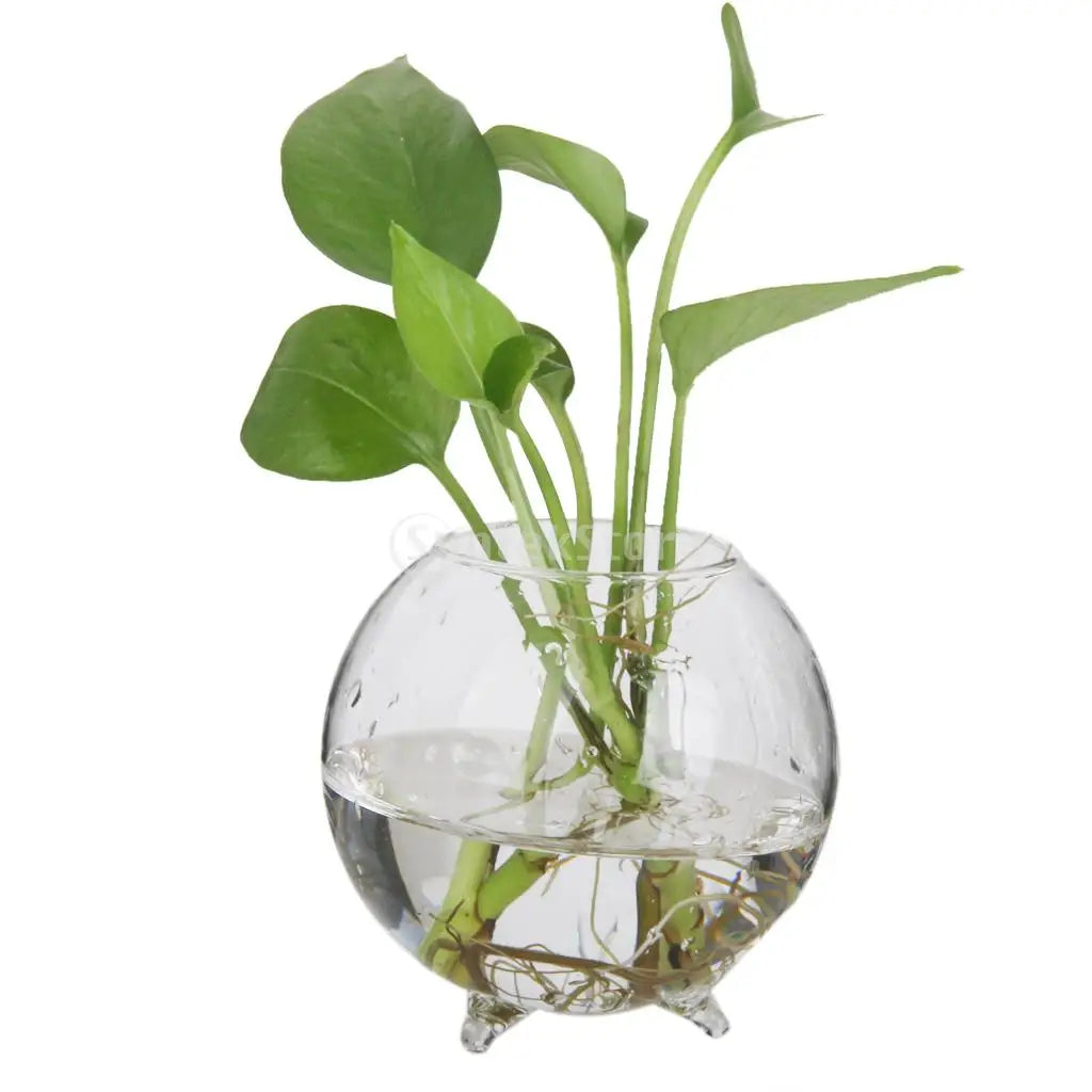 SUNTEK Glass Flower Hydroponic Vase Micro Landscape DIY Bottle Terrarium Container - Frederika’s favorites 🦊